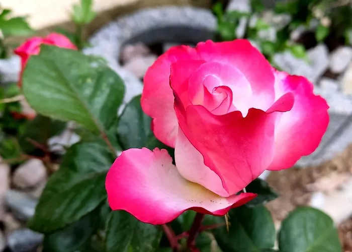 *gemuetliche In Perfekter Lage* Apartment *